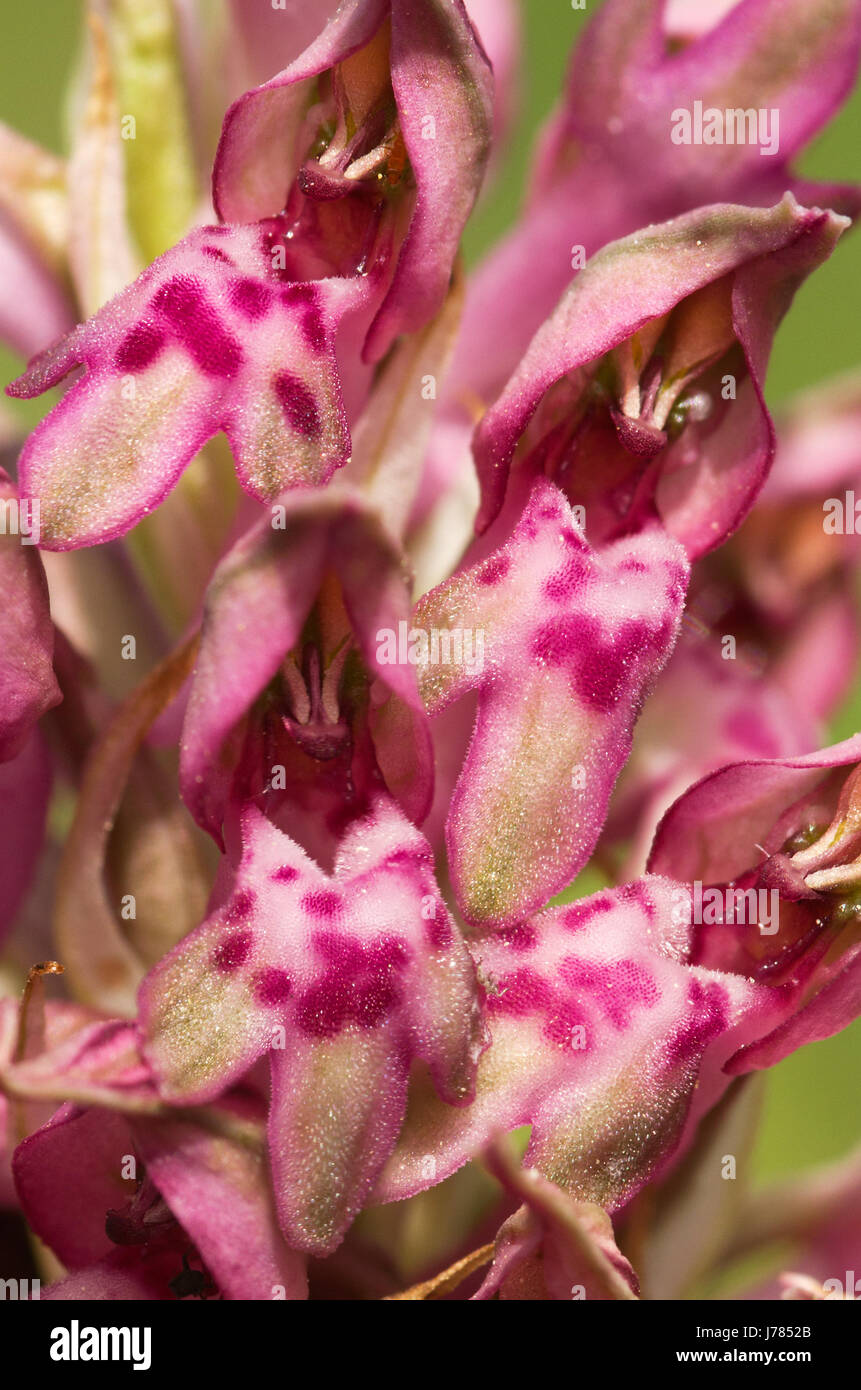 Lightly spotted flowers detail of wild Bug Orchid (Anacamptis coriophora aka Orchis coriophora). Serra da Arrabida, Portugal. Stock Photo