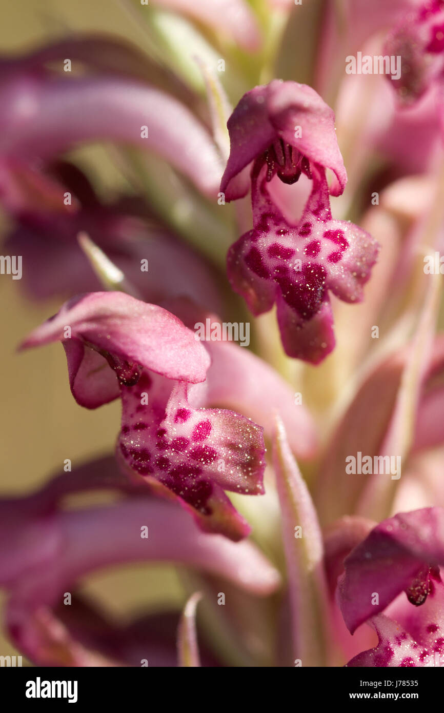 Lateral and frontal detailed view of wild Bug Orchid (Anacamptis coriophora aka Orchis coriophora) flowers. Serra da Arrabida, Portugal. Stock Photo