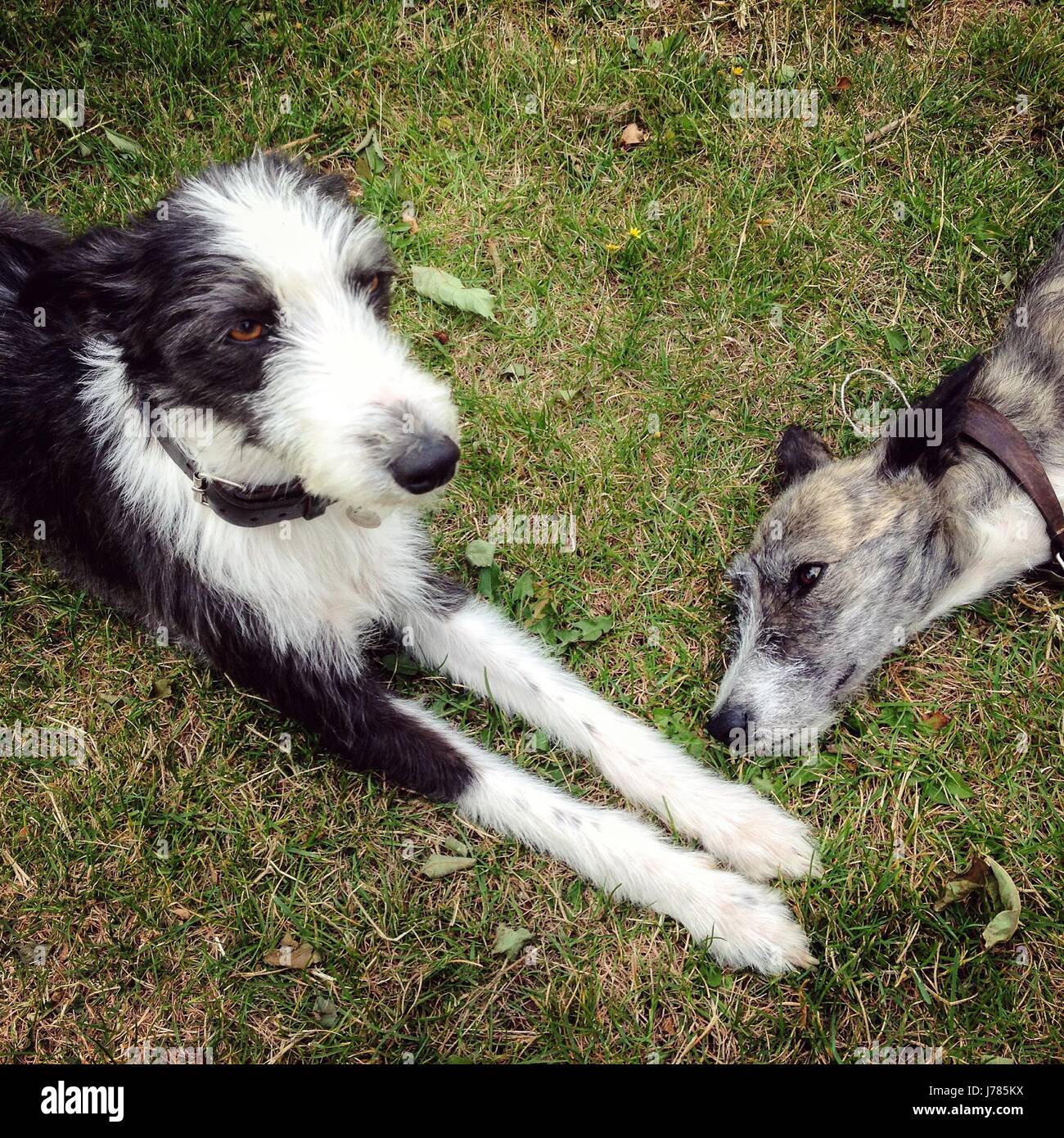 Bearded collie hotsell x whippet