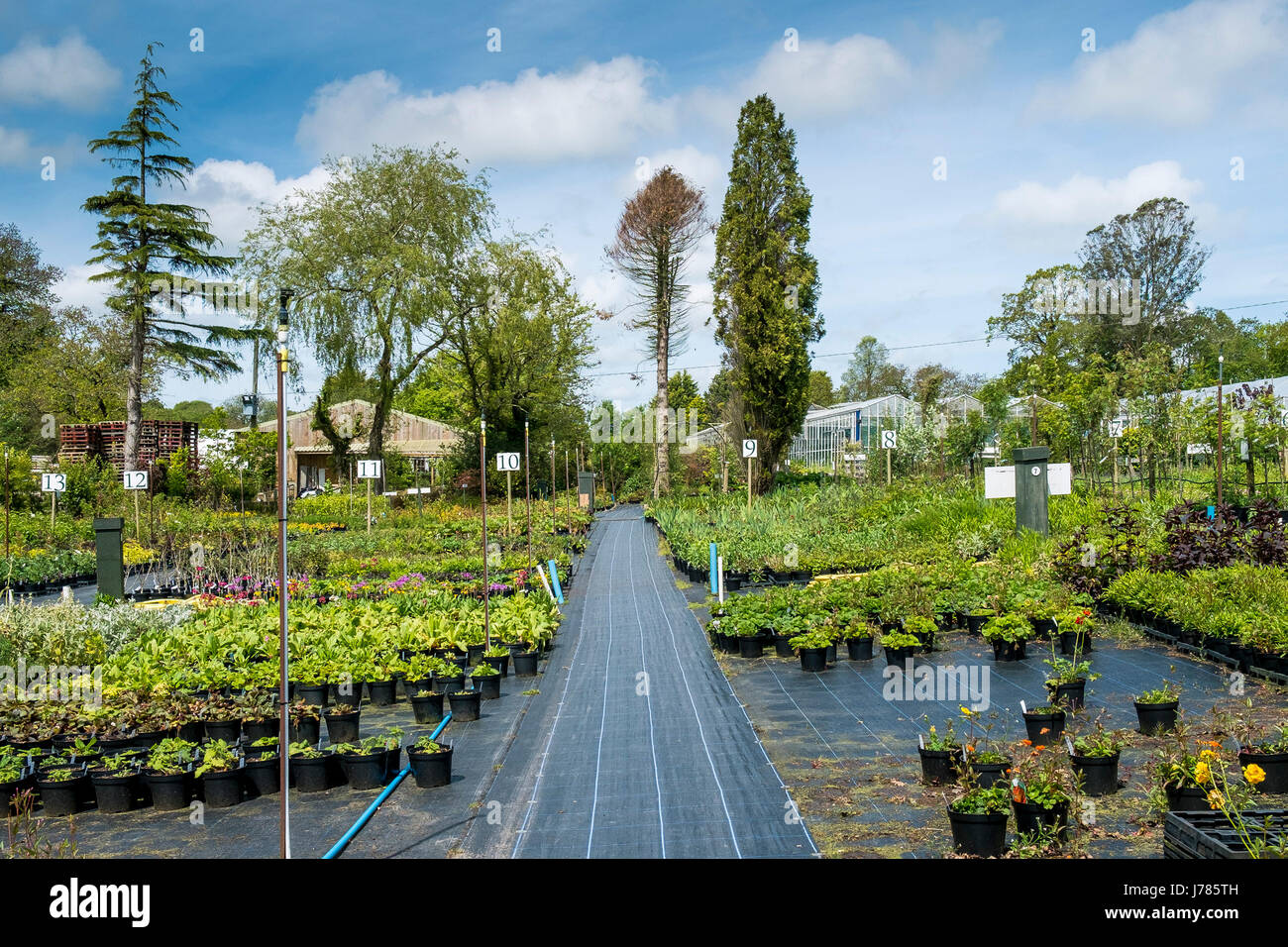 Plants on sale at a garden centre or Plant nursery. Stock Photo