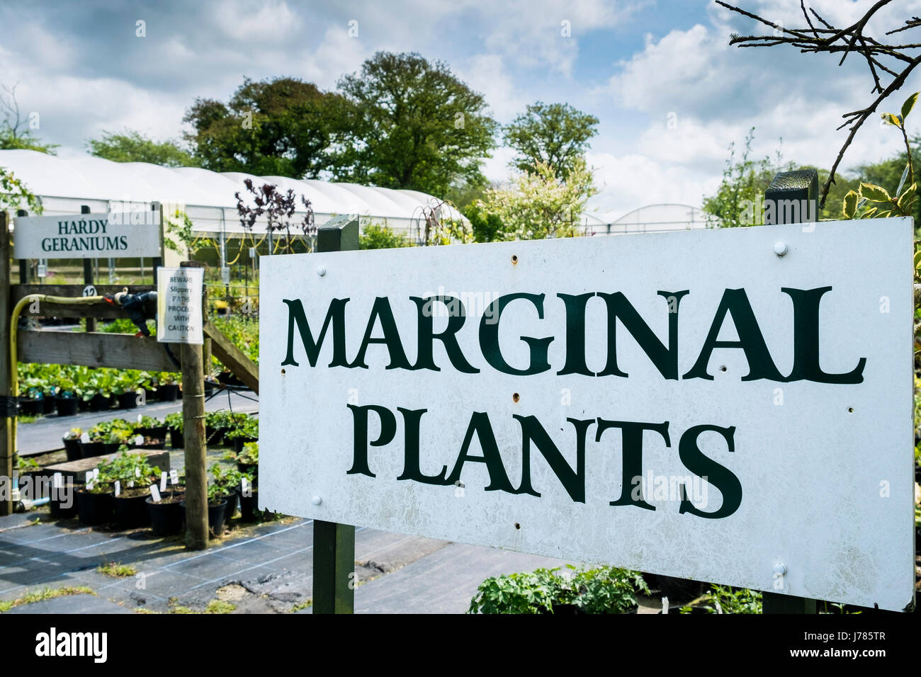Plants on sale at a garden centre or Plant nursery. Stock Photo