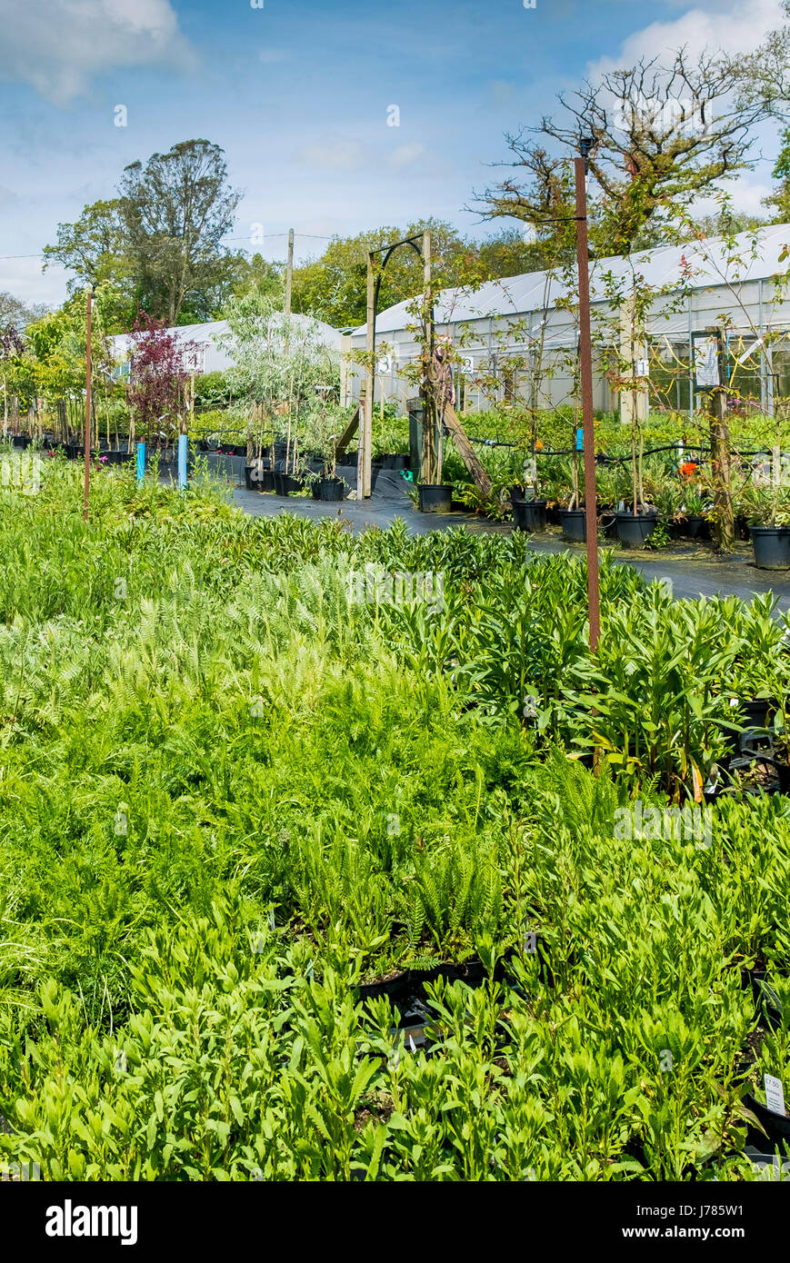 Plants on sale at a garden centre or Plant nursery. Stock Photo