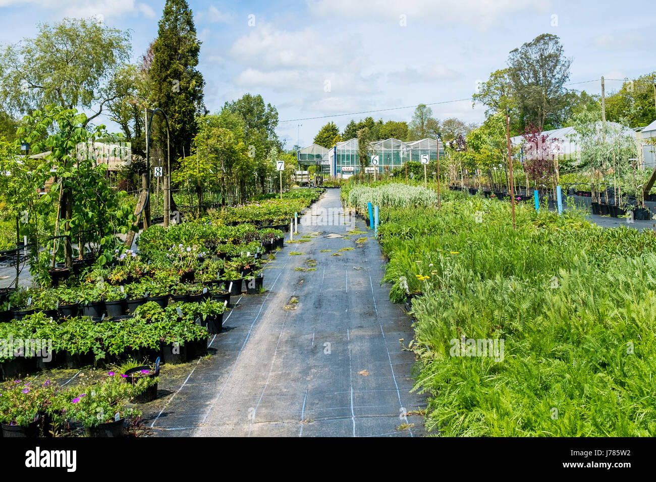 Plants on sale at a garden centre or Plant nursery. Stock Photo