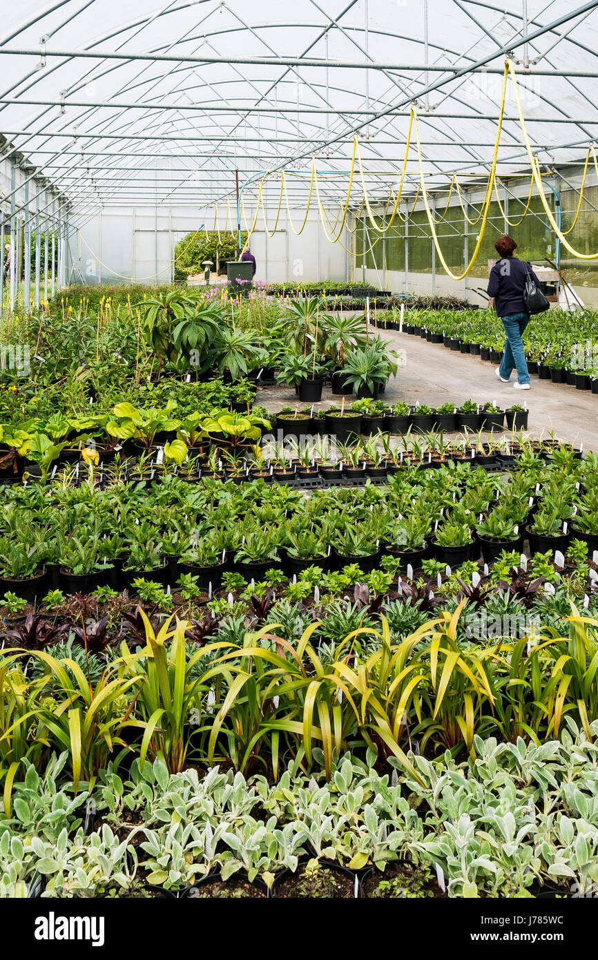 Plants on sale at a garden centre or plant nursery. Stock Photo