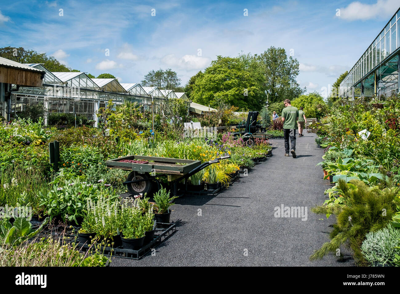 Plants on sale at a garden centre or plant nursery Stock Photo