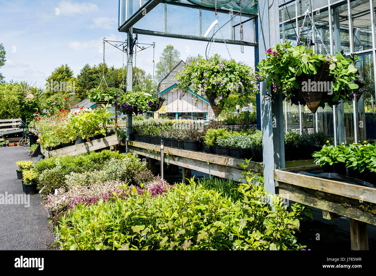 Plants on sale at bodmin garden centre hires stock photography and