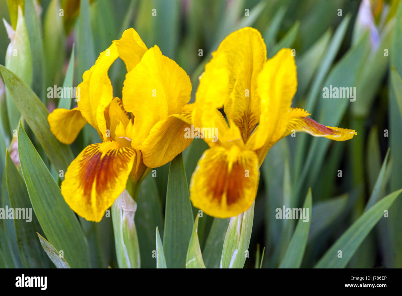 Iris flower yellow, Iris barbata nana 'Flame Spot' Standard Dwarf Bearded Iris Stock Photo