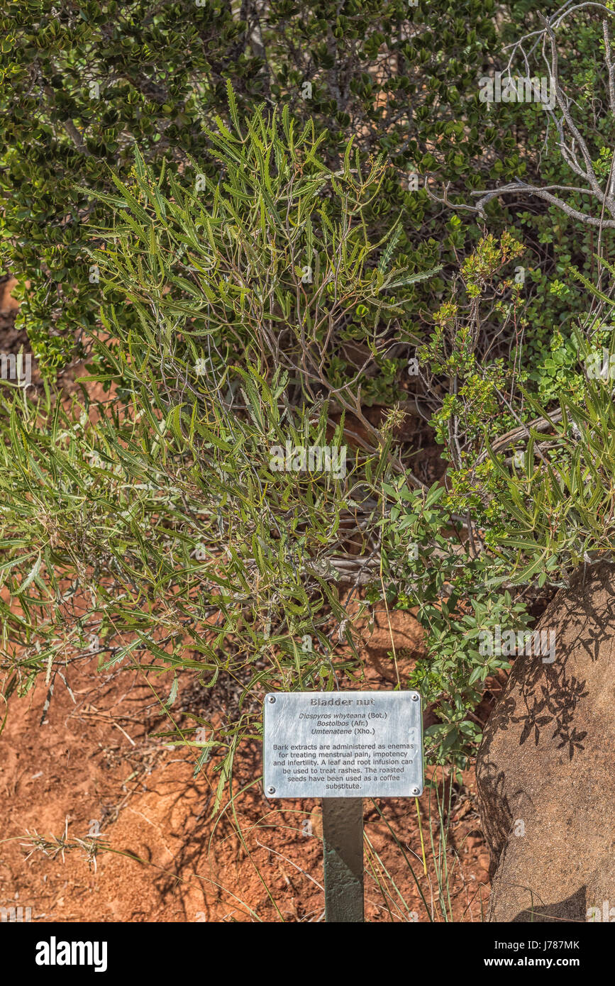 A bladder nut plant, Diospyros whyteana, in the Karoo region of South Africa Stock Photo