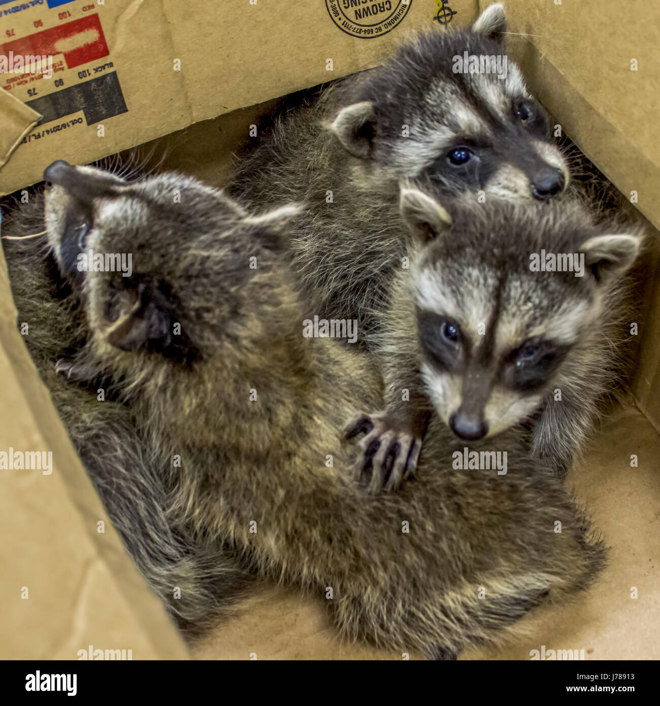 A group of baby raccoons rescued after their mother abandoned them ...