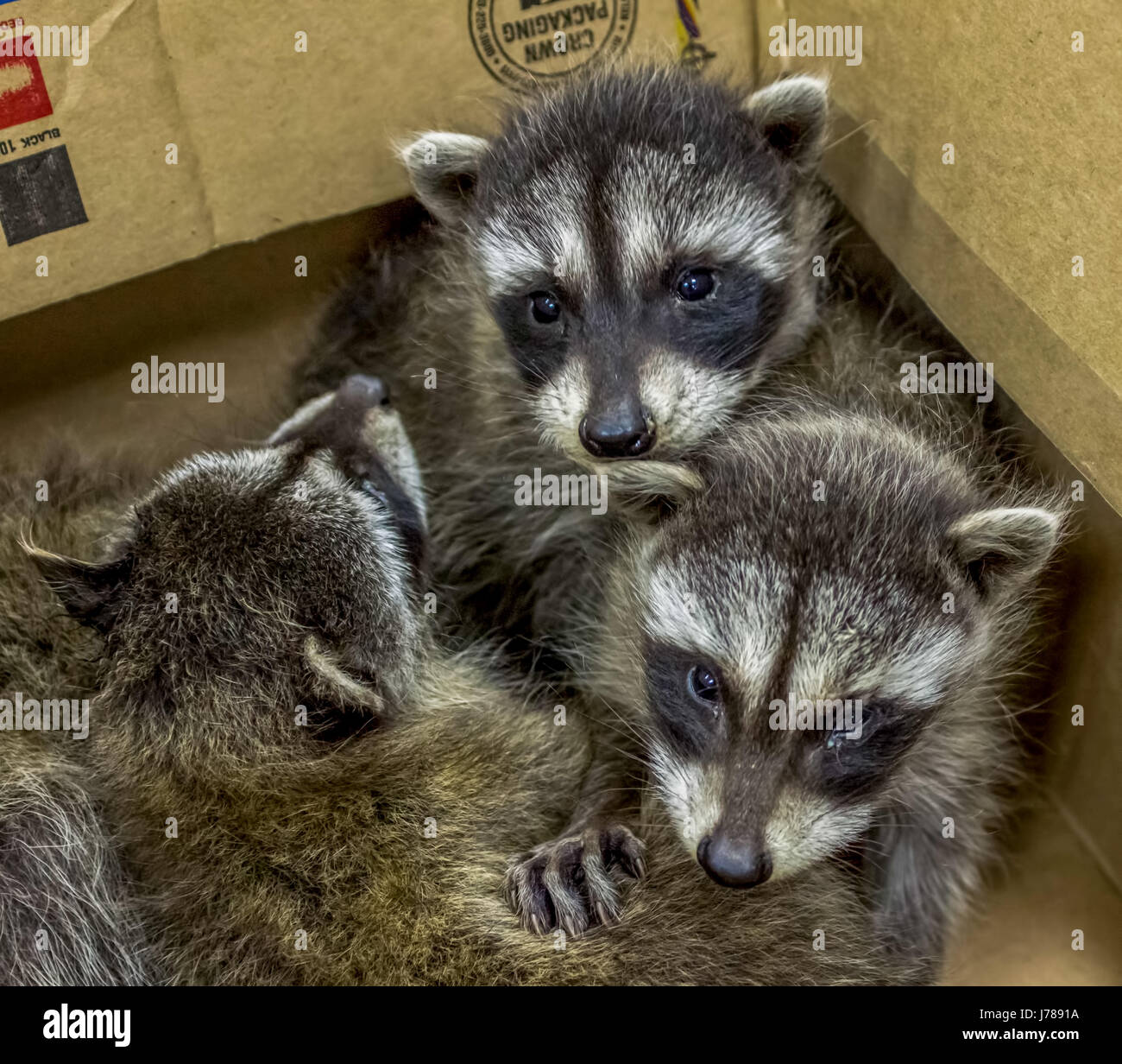 A group of baby raccoons rescued after their mother abandoned them ...