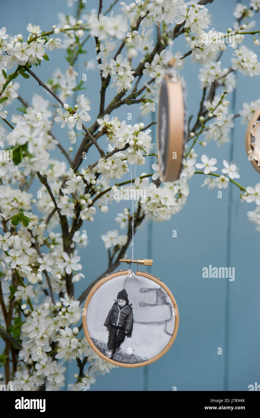 Embroidery frames with photographies printed on canvas hanging at blossoming sloe twigs Stock Photo