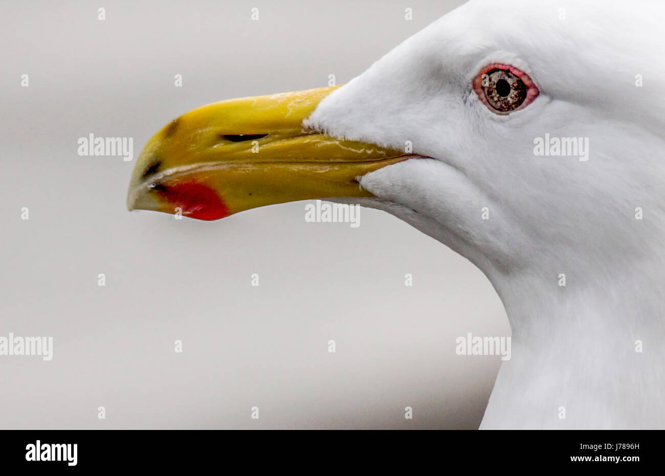 Close up of the head of a Glaucous Winged Gull.  Taken at Lost Lagoon in Stanley Park, Vancouver BC Stock Photo