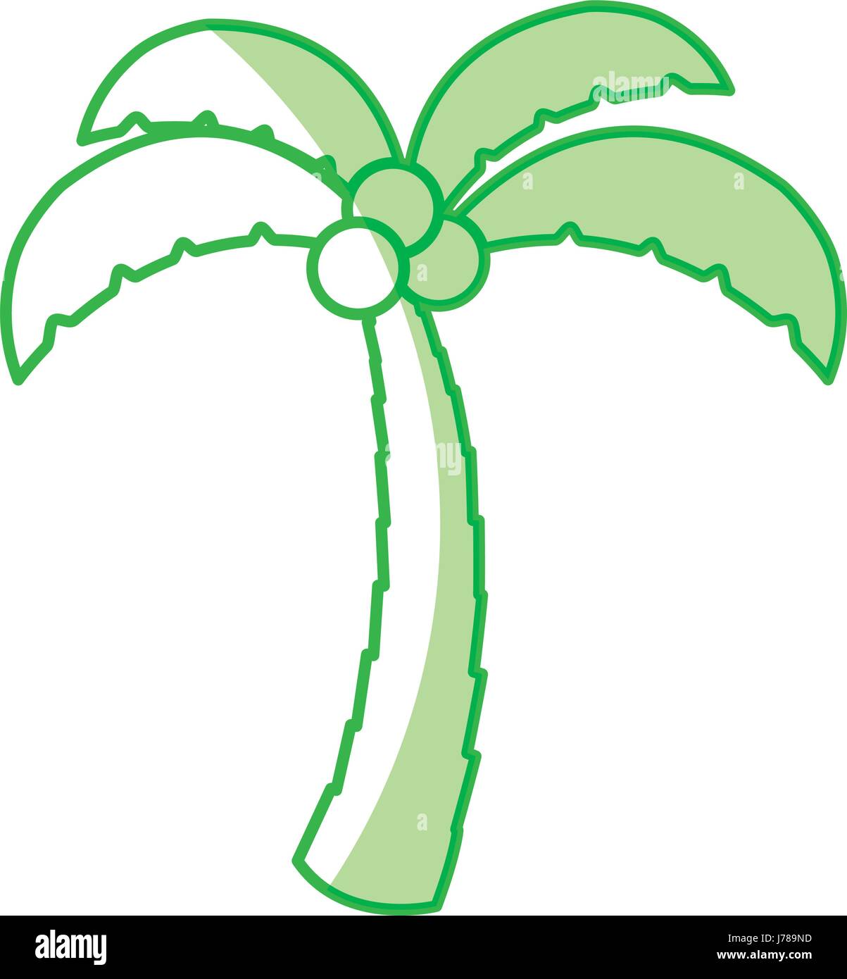 tree palm with coconut Stock Vector Image & Art - Alamy