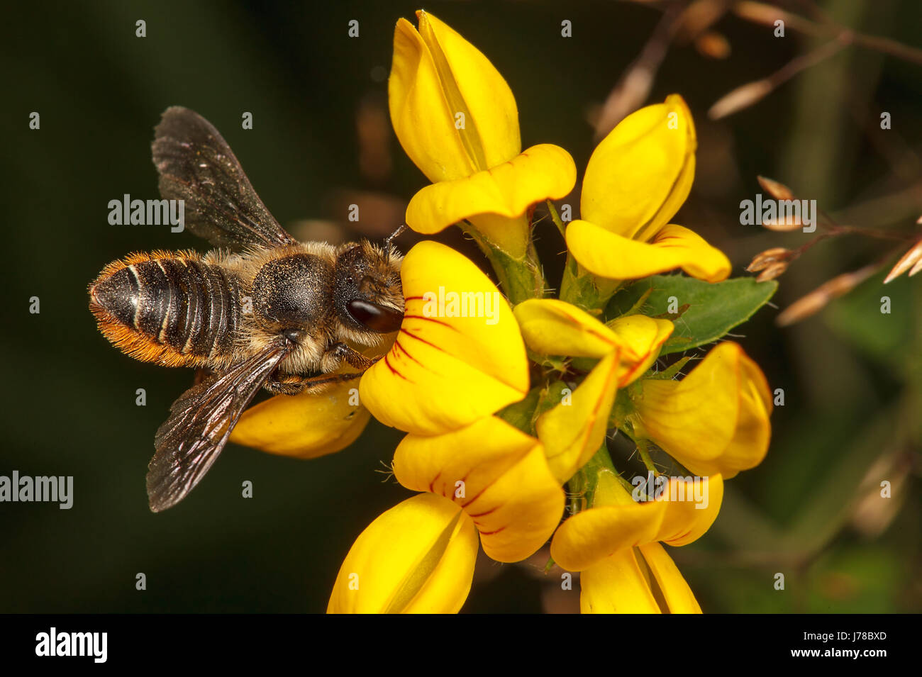 Leaf Cutter Bee foraging for nectar and pollen Stock Photo