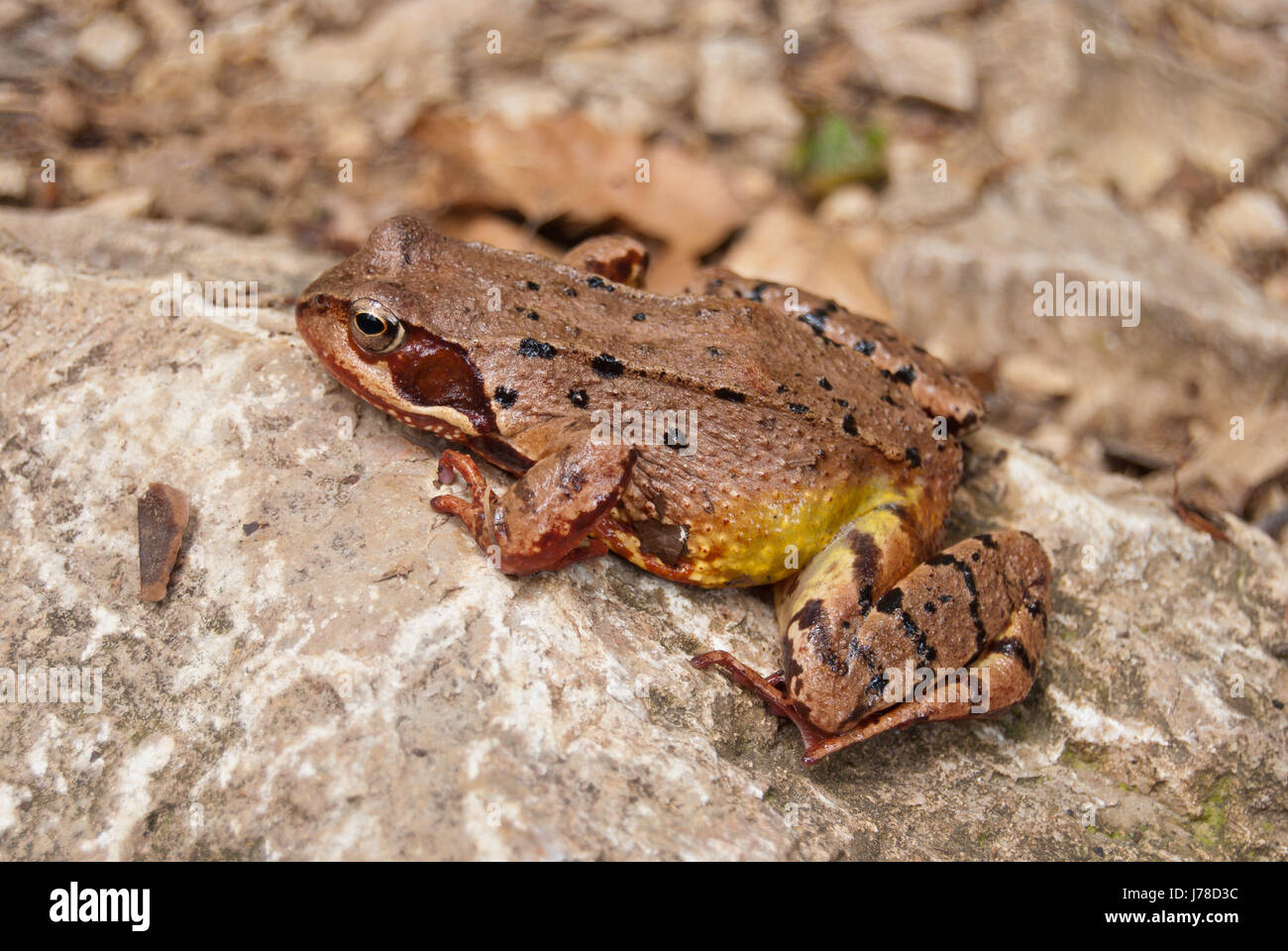 Common frog (Rana temporaria Stock Photo Alamy