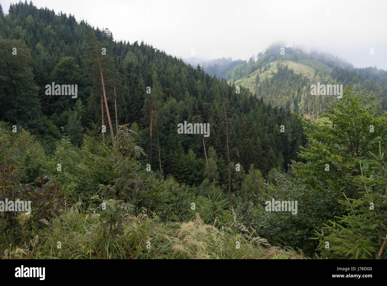 Typical mountainous mixed forest in Steiermark, Austria. Stock Photo