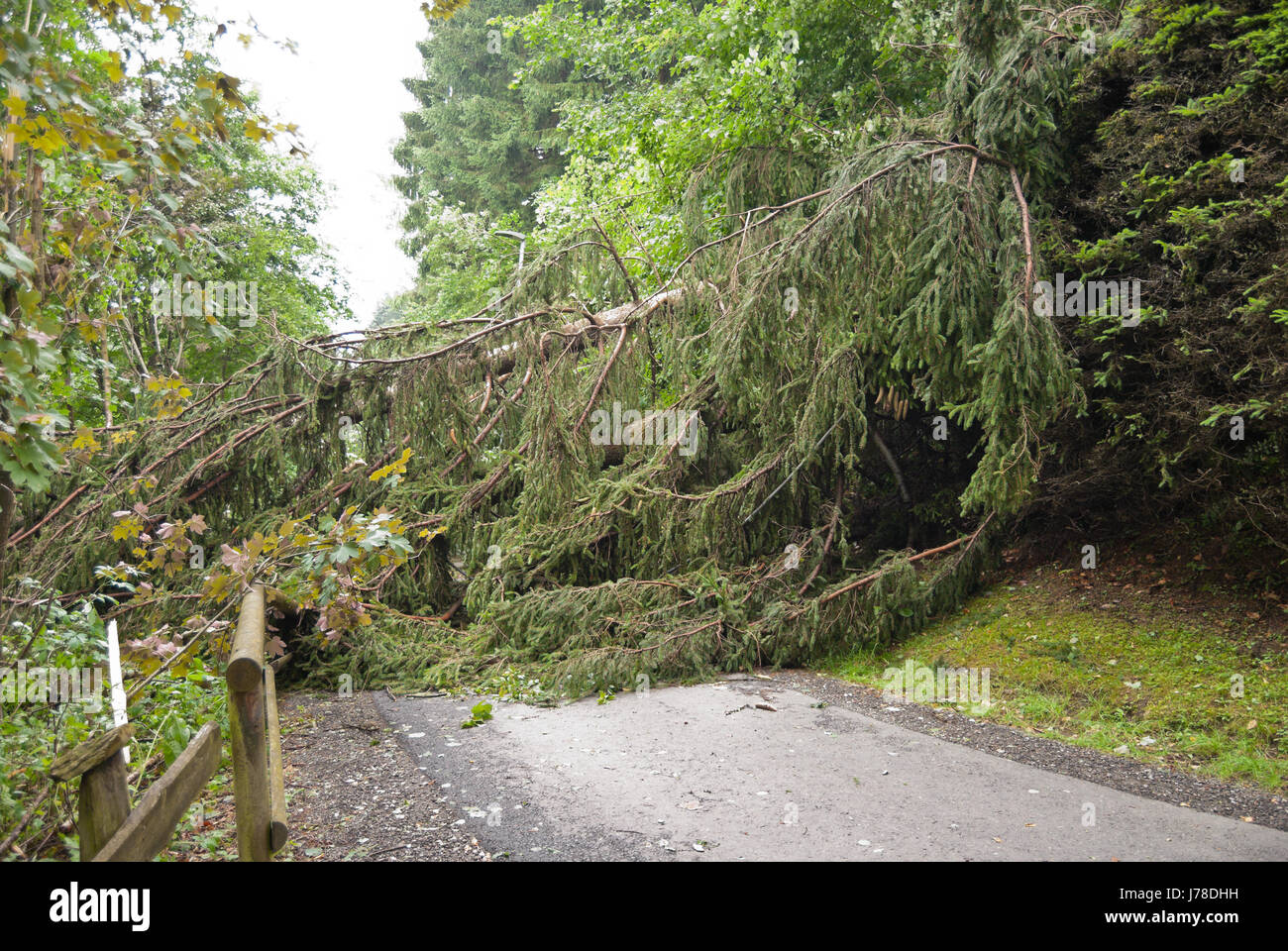 Windthrow, windfalls of trees blocking a road in a mountainous
