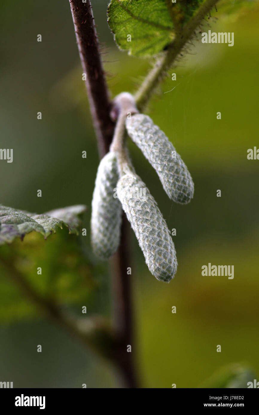 bud hazel hazel bush kitten kittens kitties tree bloom blossom flourish ...