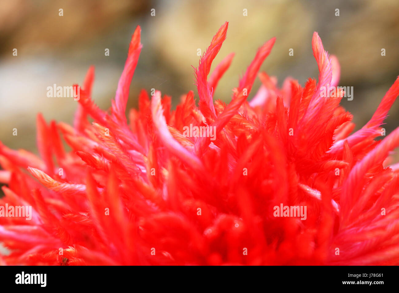 Scomb red cock scomb closeup Stock Photo - Alamy