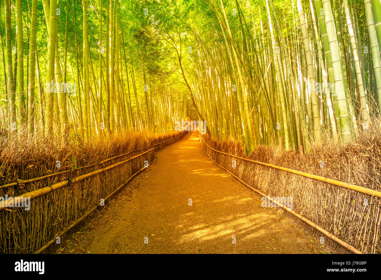 Bamboo grove Arashiyama Stock Photo Alamy