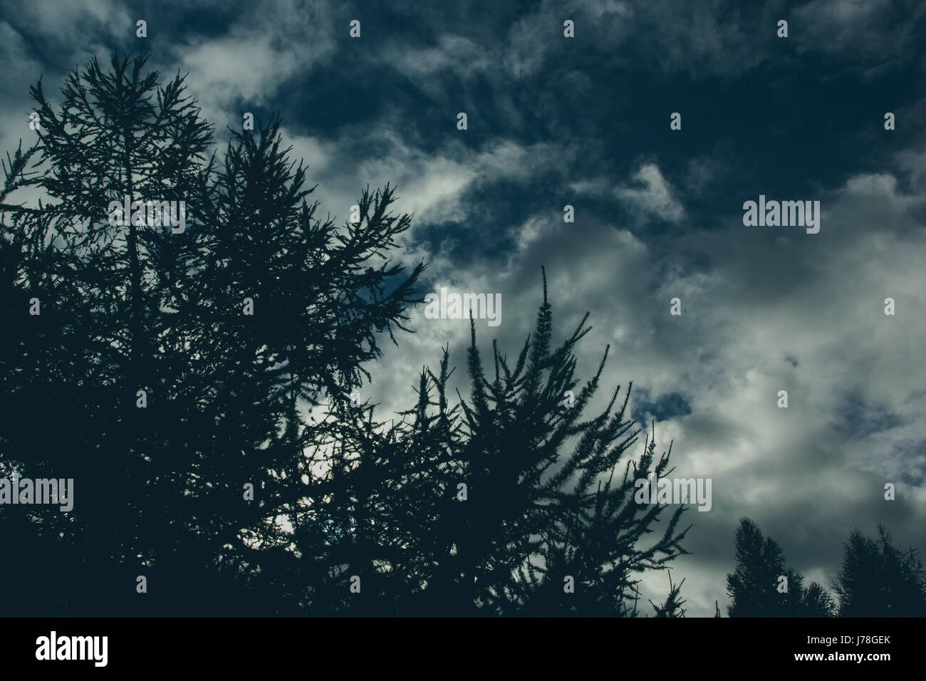 a silhouette of a fir tree with a cloudy sky as it's backdrop Stock ...