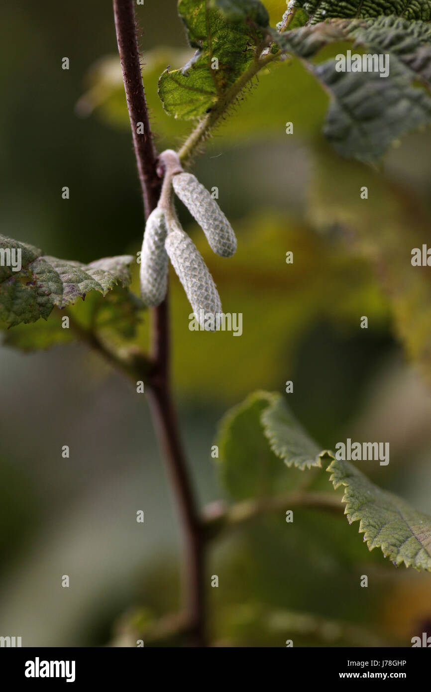 bud hazel hazel bush kitten kittens kitties tree bloom blossom flourish ...