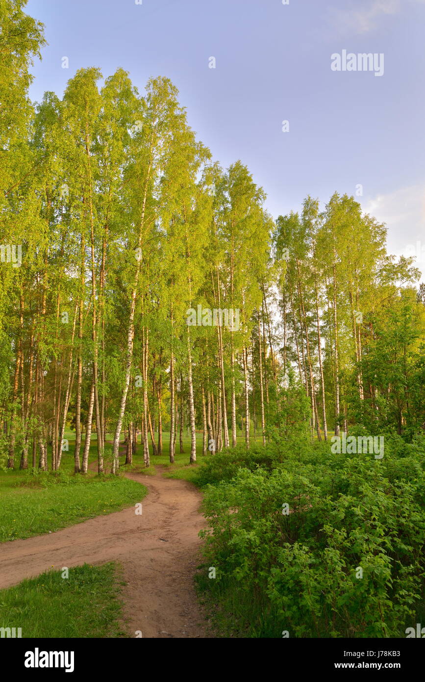 Rural road in birch grove Sunny day in summer Stock Photo - Alamy