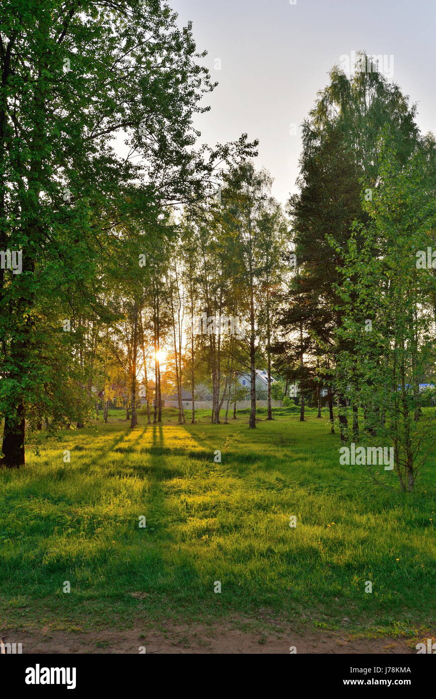 The sun's rays breaking through the branches in the birch grove in ...