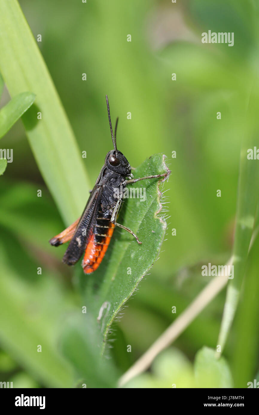 Black and orange grasshopper, Omocestus rufipes, in bright green spring ...