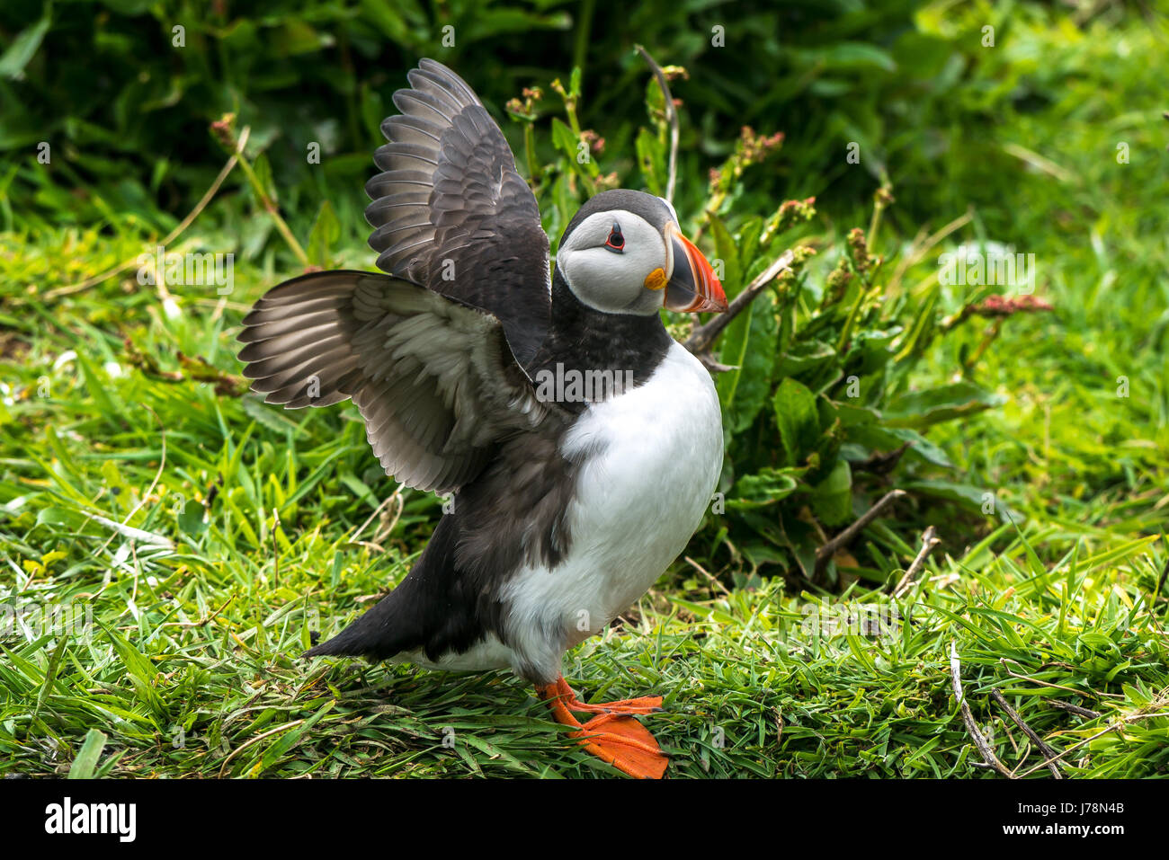 Close up of Atlantic Puffin, Fratercula arctica, in grass with wings outstretched flapping, Inner Farne, Farne Islands, Northumberland, England, UK Stock Photo