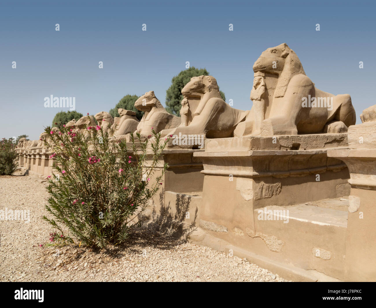 Avenue of Sphinx, Karnak temple, City of Luxor, Egypt Stock Photo Alamy