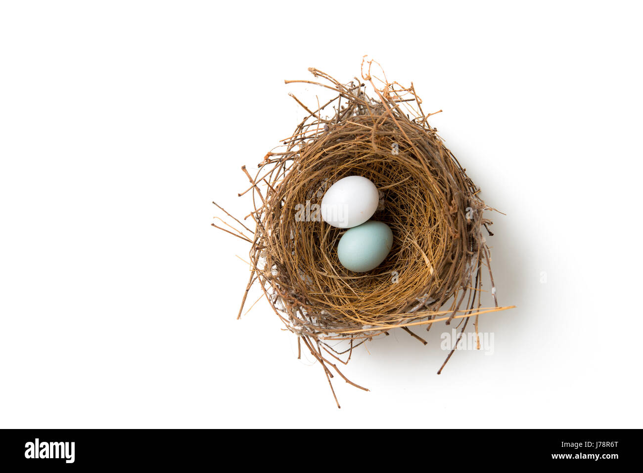 white and green eggs in bird nest Stock Photo - Alamy
