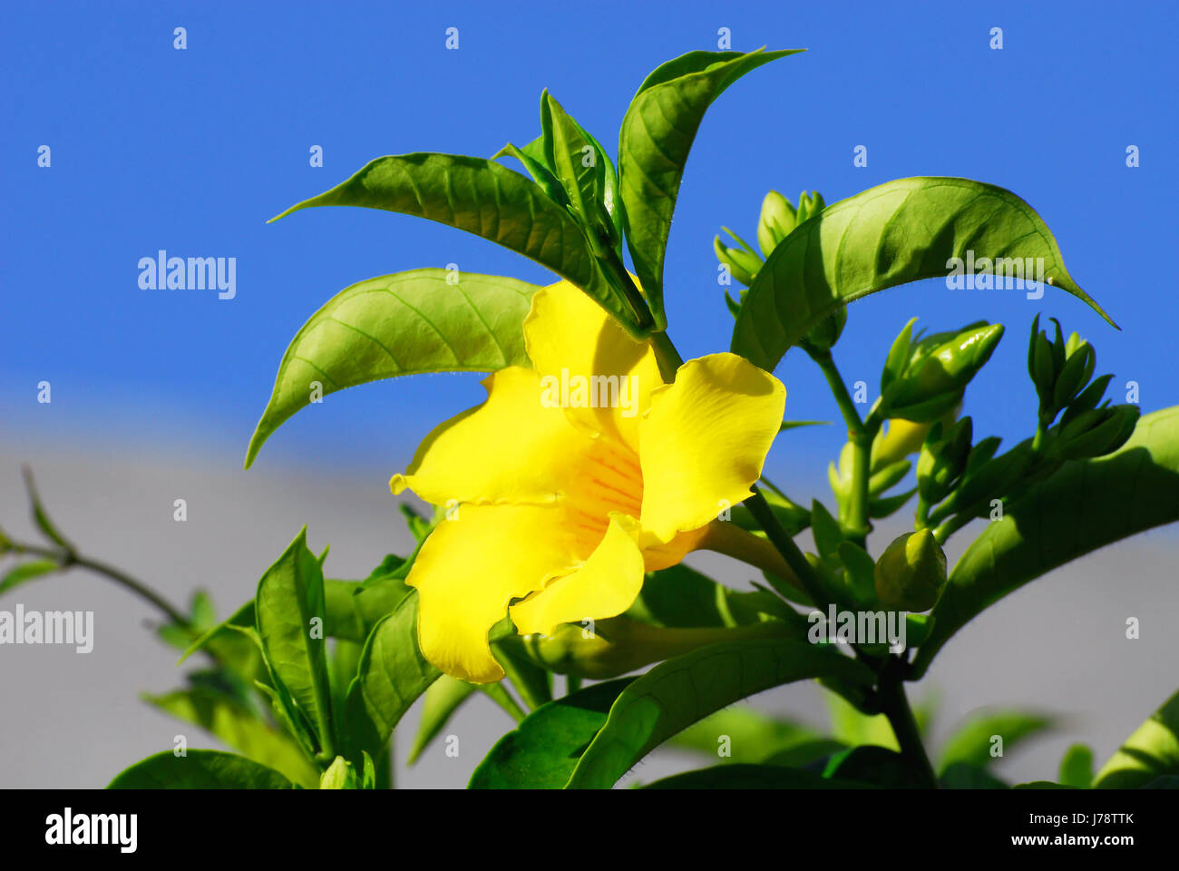 tecoma stans stans tecoma Stock Photo - Alamy