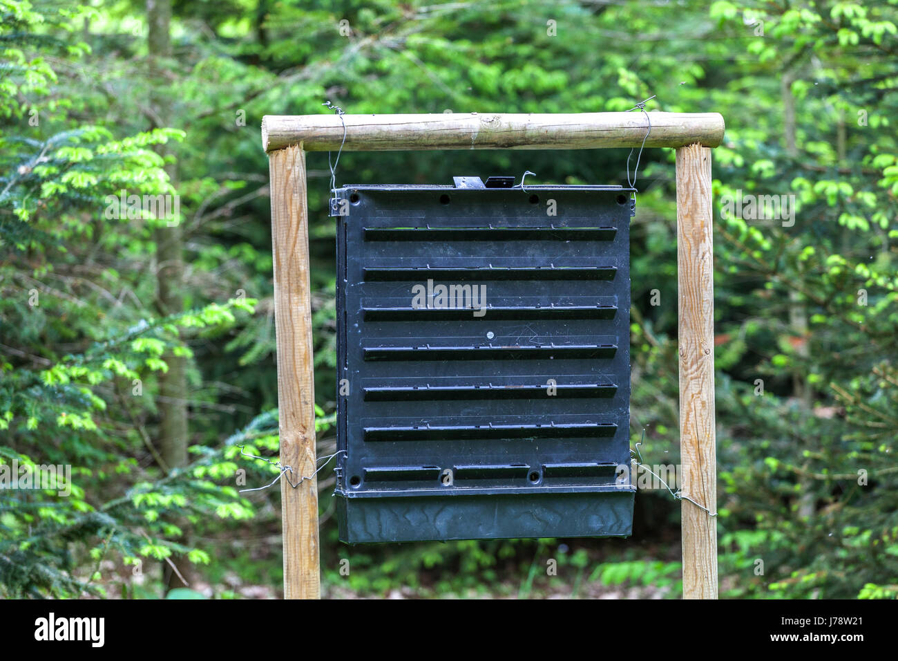 Bark beetle trap in spruce forest, insect trap Stock Photo