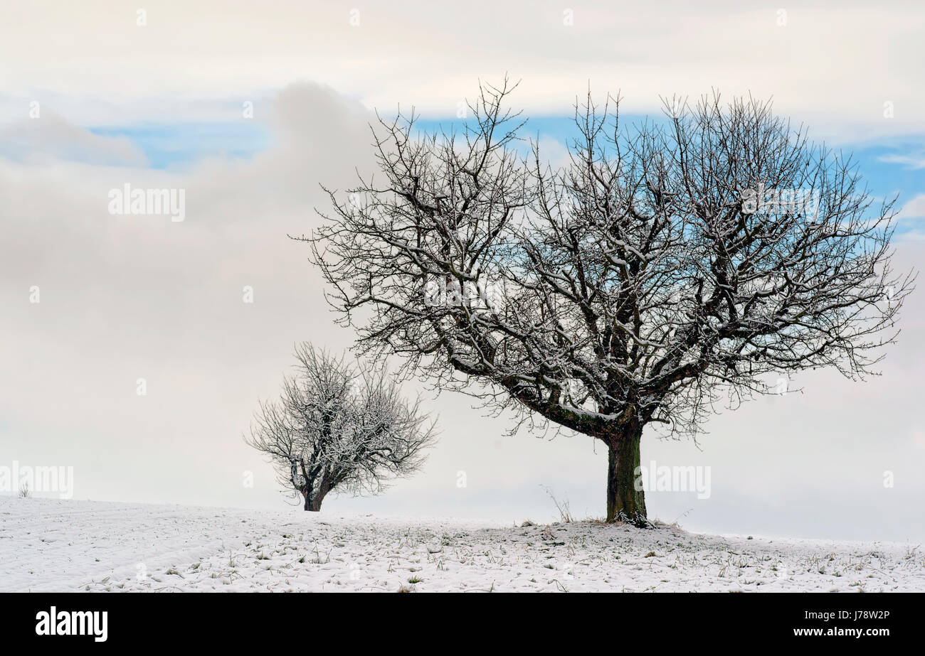 two cherry trees in winter Stock Photo