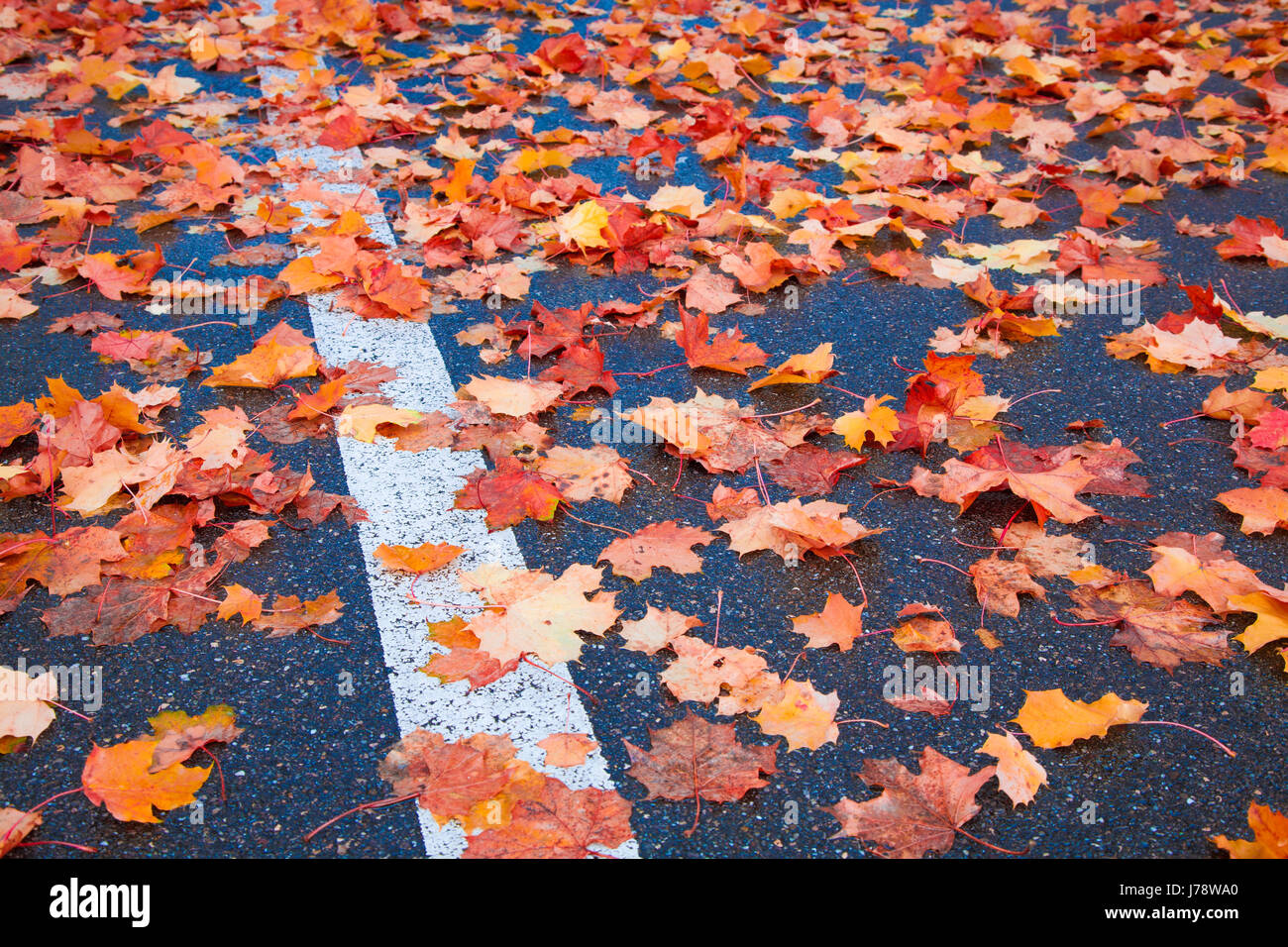 leaves on the road Stock Photo - Alamy