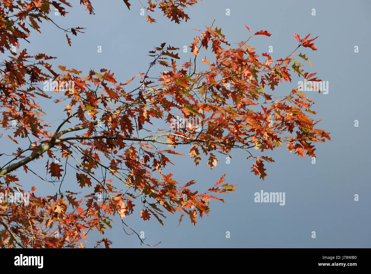 Tree in autumn colours Stock Photo - Alamy