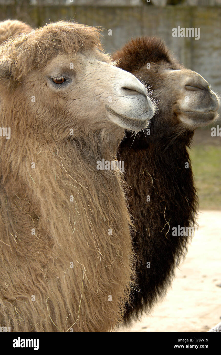 desert wasteland mammal fauna camel surface of the water deserts ...