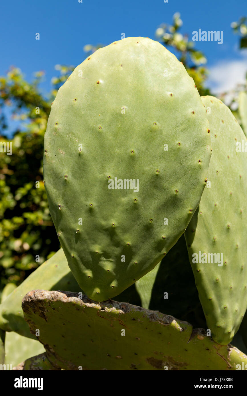 Large sheets of a type of cactus with a blue sky background Stock Photo