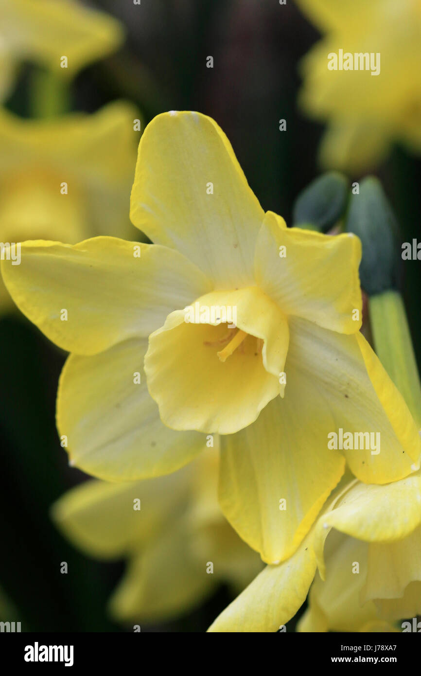 Pale yellow narcissus Stock Photo