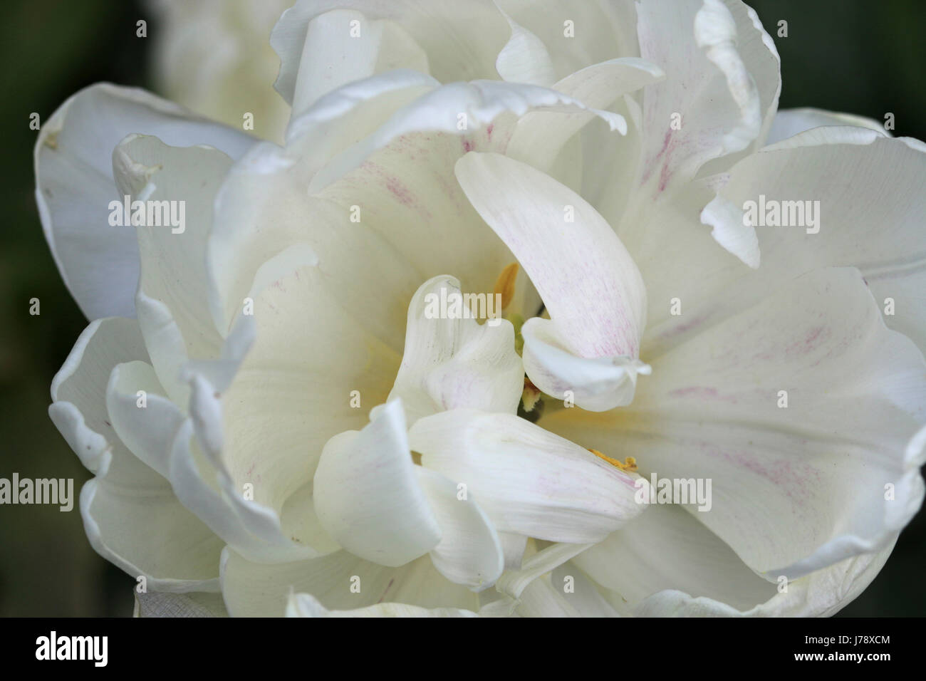 Double white tulip seen from above Stock Photo