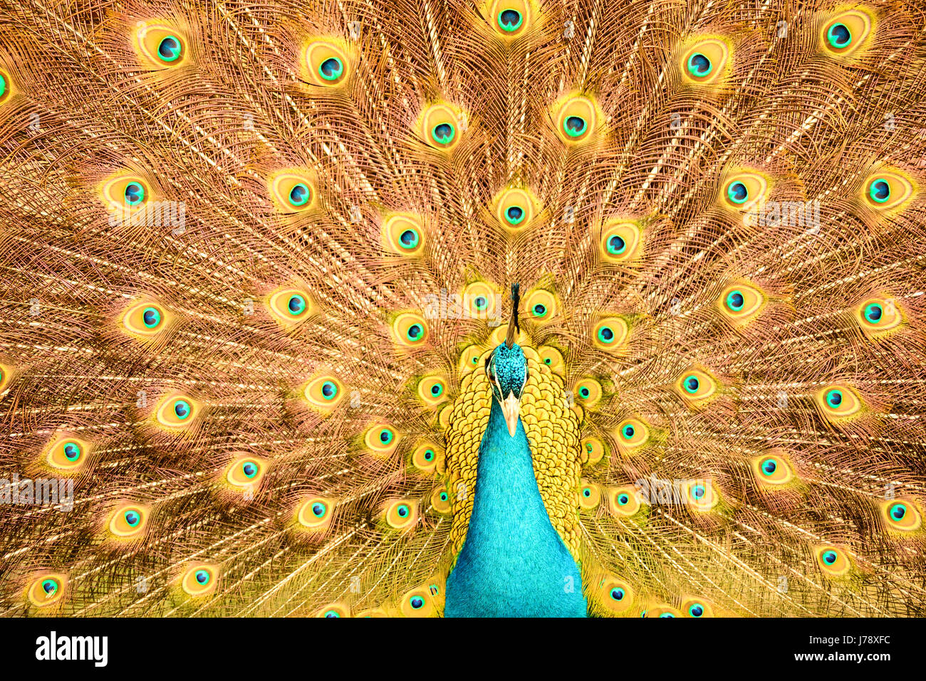 This peacock was trying to impress female by doing the peacock dancing. Stock Photo