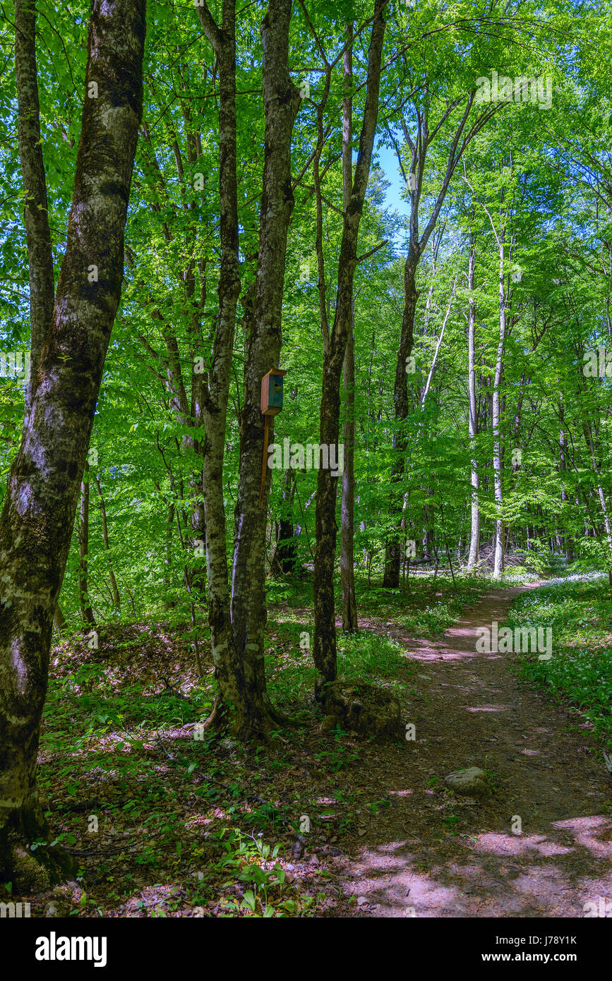 Path in the woods, surrounded by birch trees Stock Photo - Alamy