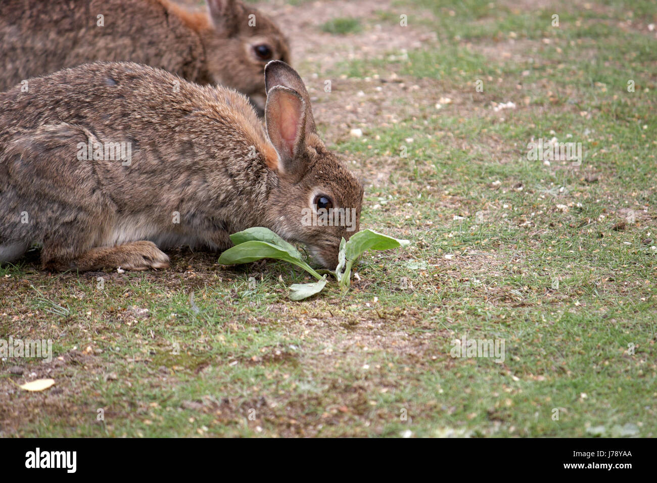 nibbling eating eat eats nibble nibbles rabbits wild animals fur