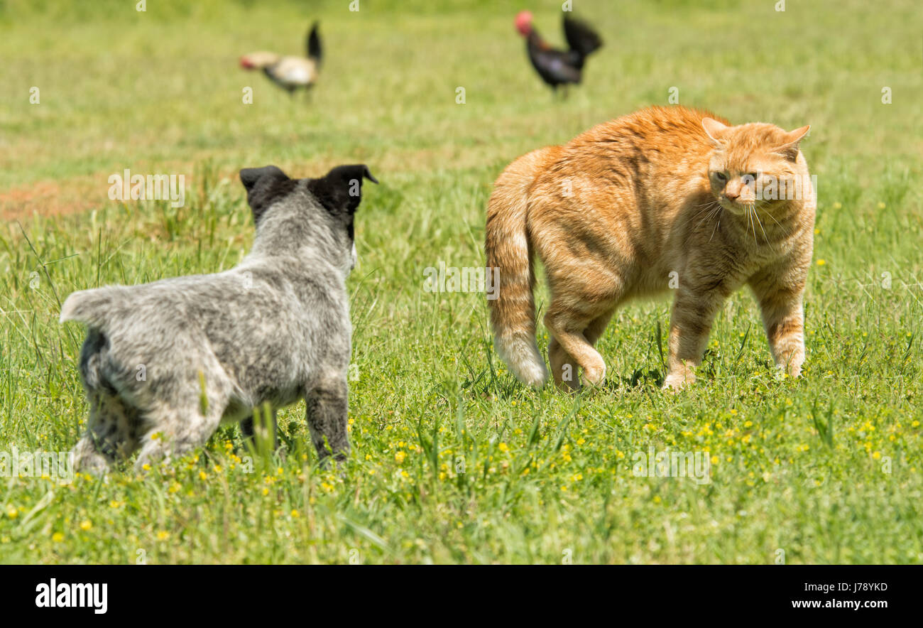 Ginger cat in a threatening stance, bowing his back up to confront a curious puppy Stock Photo