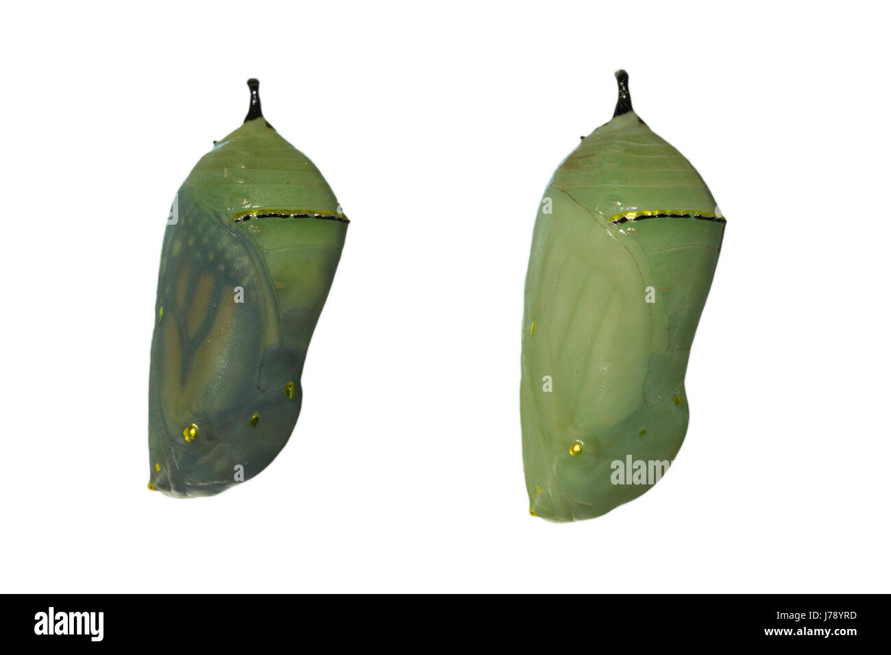 Two monarch butterfly chrysalises with one day difference in development, the left one nearly ready for eclosion as wings are showing through the shel Stock Photo