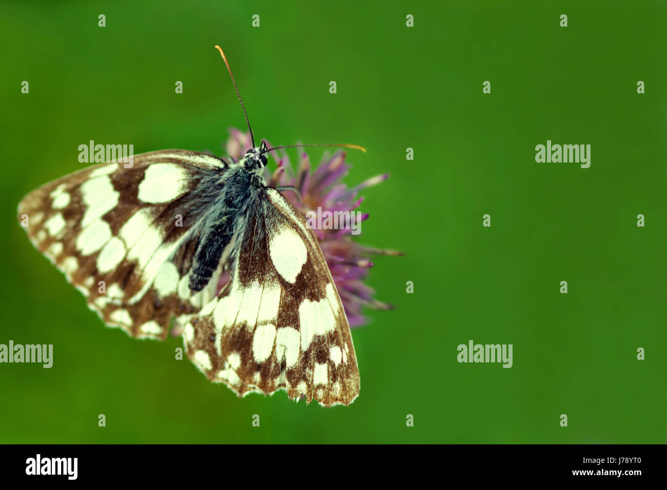 schachbrettfalter [melanargia galathea] Stock Photo