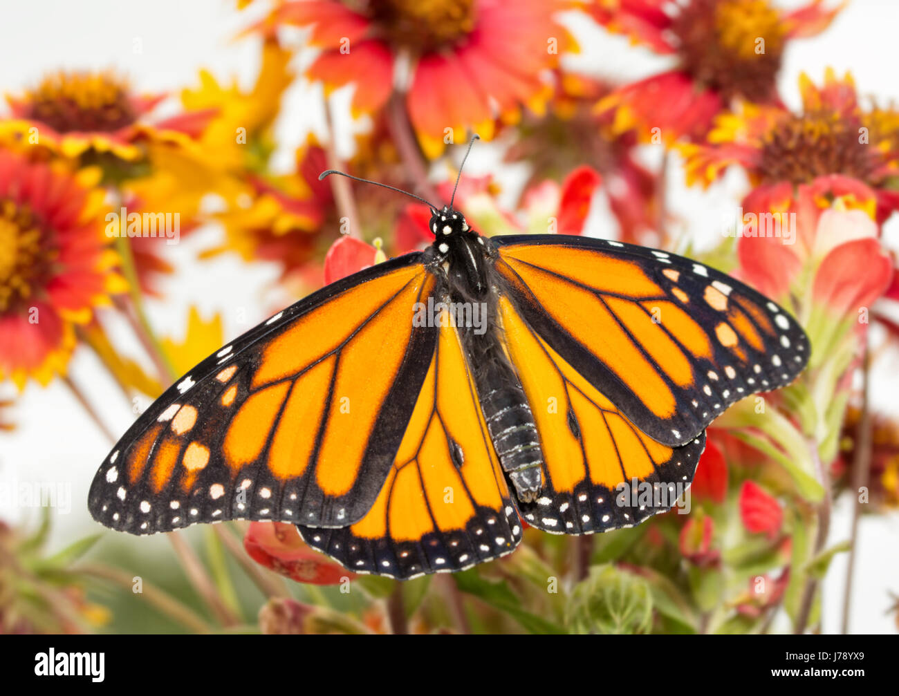 Dorsal view of a male Monarch on bright red flowers Stock Photo