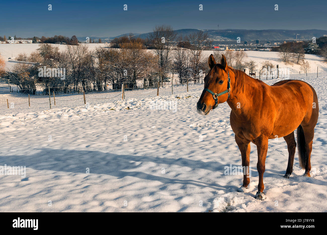 chestnut mare in snow Stock Photo