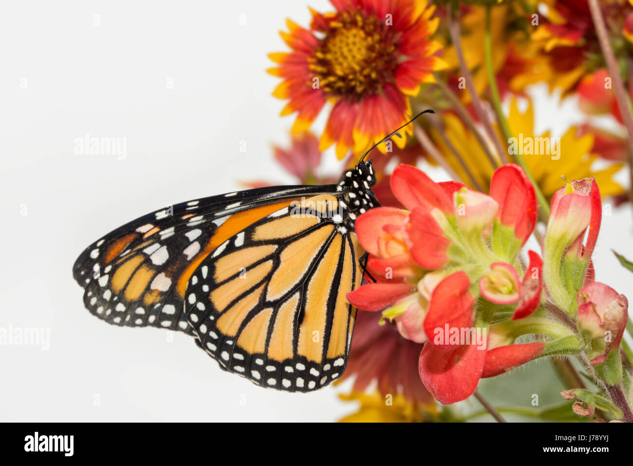 Ventral view of a male monarch butterfly on bright red flowers Stock Photo